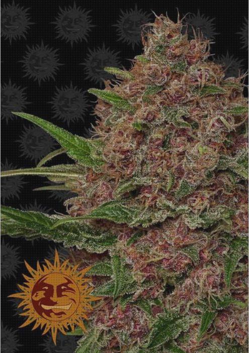 Las mejores purple purple punch semilla marihuana