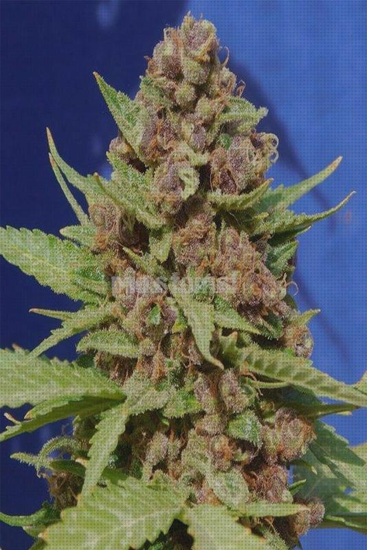 Review de purple punch semilla marihuana