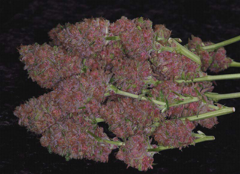 32 Mejores purple para marihuana