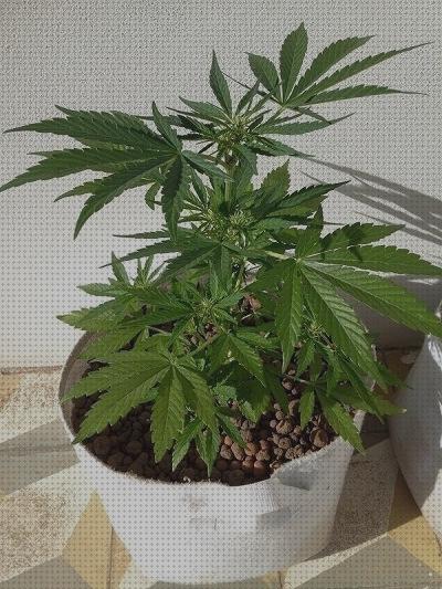 Review de reflector en led cob la marihuana