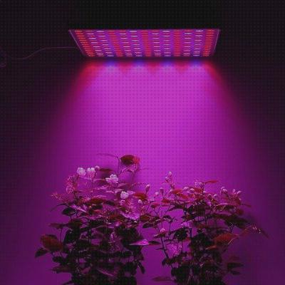 Las mejores marcas de led cachimba roleadro lamparas led cultivo grow light 75w floracion marihuana