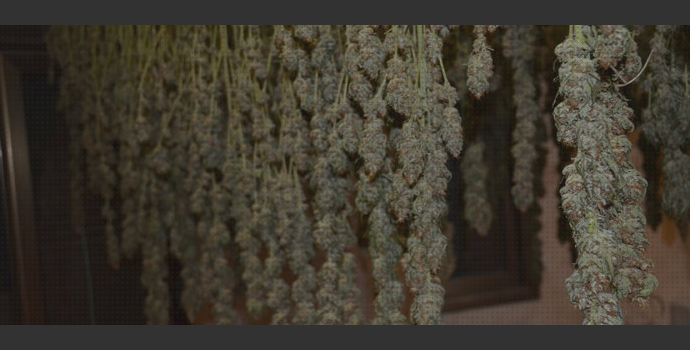 ¿Dónde poder comprar cannabis sala de secado cannabis?