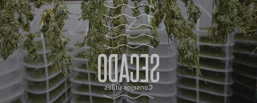 Análisis de las 24 mejores Salas De Secados Cannabis