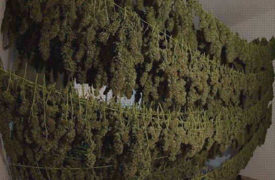 Las mejores cannabis sala de secado cannabis