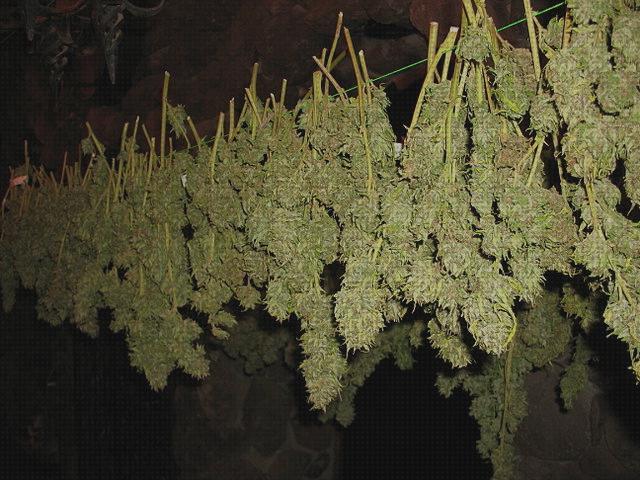 Review de sala de secado cannabis