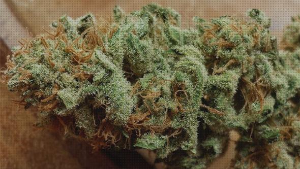 Las mejores marcas de secados cannabis secado cannabis caja