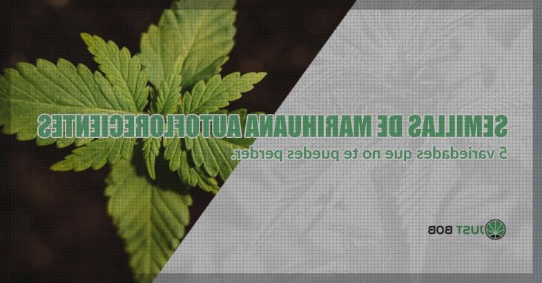 ¿Dónde poder comprar semilla marihuana 5 dias?