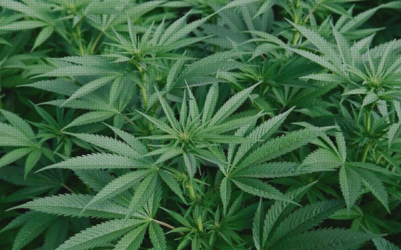 Las mejores marcas de semilla cannabis medicinal