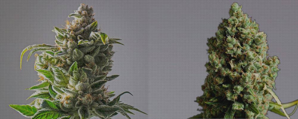 Las mejores semilla cannabis relacion calidad