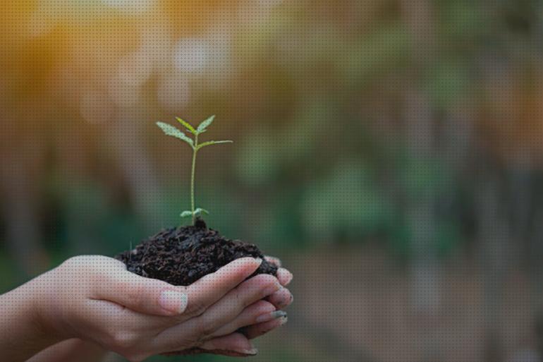 ¿Dónde poder comprar semilla con un solo cotiledon marihuana?