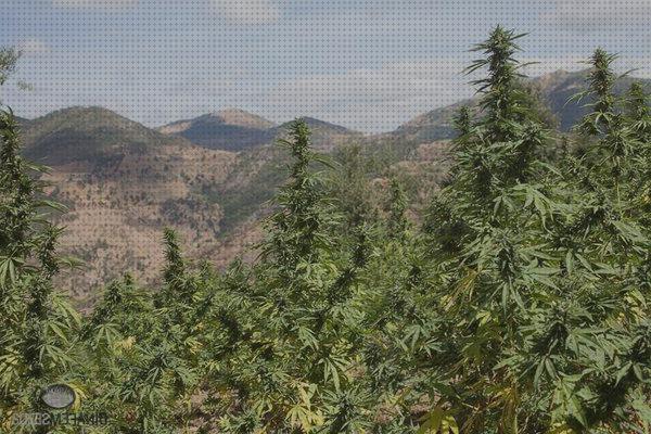 Opiniones de las 29 mejores Semillas De Cañamo Y Thc