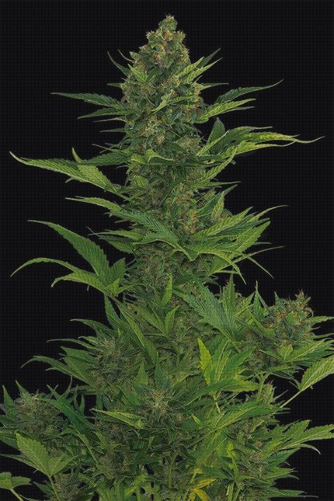 Review de semilla de cannabis de produccion xxl