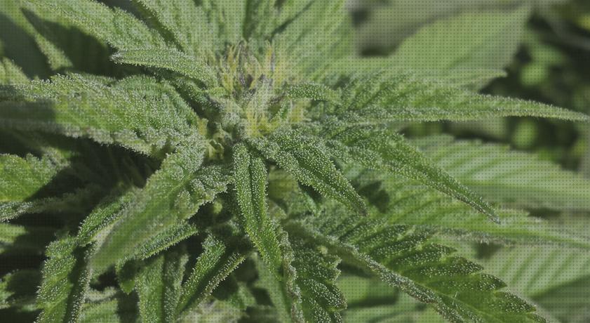 Review de semilla de cannabis sativa de exterior autoflorecientes