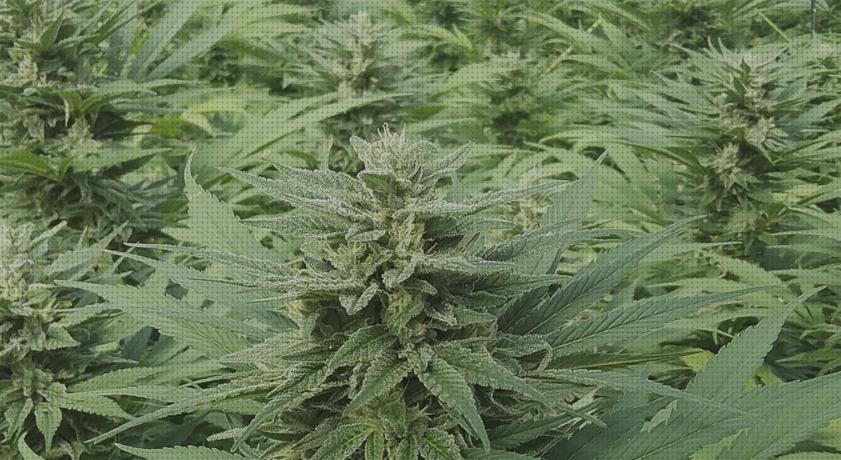 Review de semilla de cannabis sativa de exterior