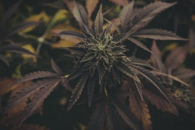 Las mejores semilla de marihuana 4 colores fluorescente