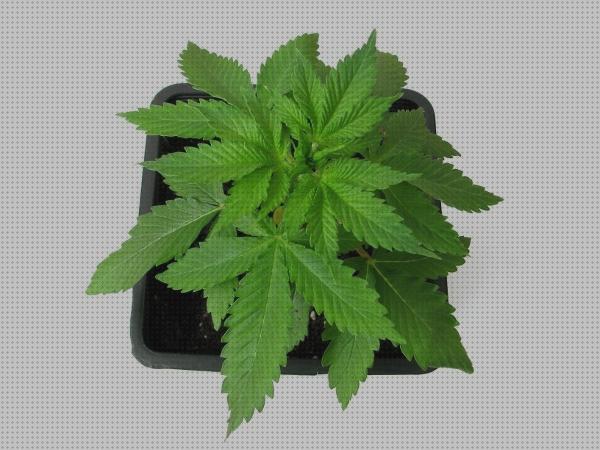 Las mejores marihuanas semillas semilla de marihuana ciclo