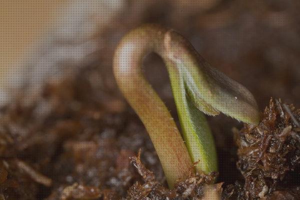 Las mejores semilla de marihuana demasiada enterrada