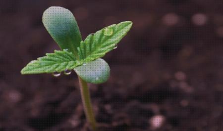 Review de semilla de marihuana recien germinada