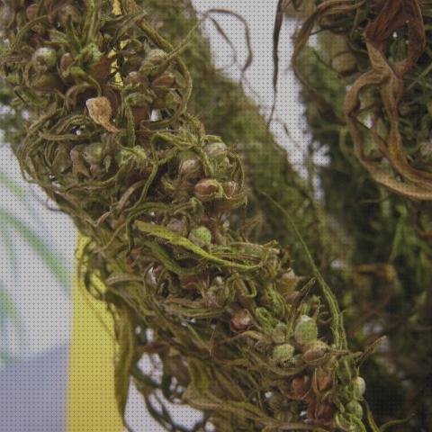 Las mejores marcas de marihuanas semillas semilla de marihuana y cañamo