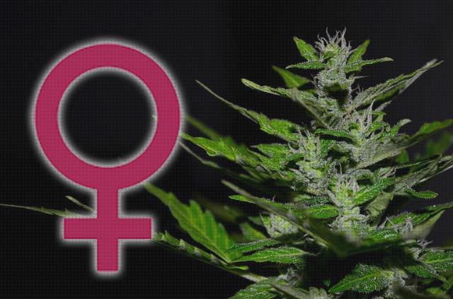 ¿Dónde poder comprar feminizadas marihuanas semilla de marihuanas precio automatic y feminizadas productos macno?