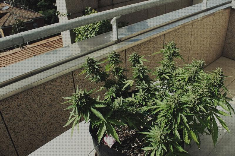 Las mejores marcas de marihuanas semillas semilla marihuana balcon