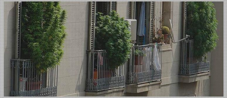 ¿Dónde poder comprar marihuanas semillas semilla marihuana balcon?