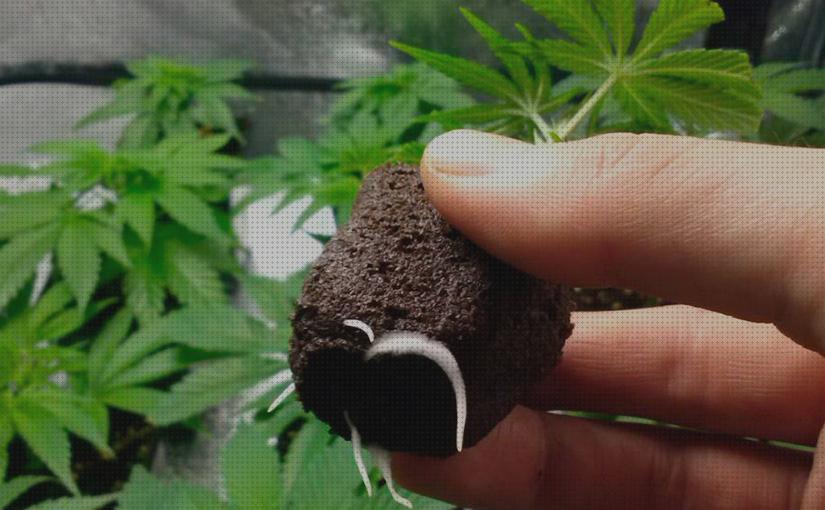 Las mejores marcas de semilla marihuana germinando con dos raíces