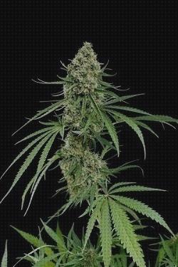 Review de semilla marihuana rapida floracion