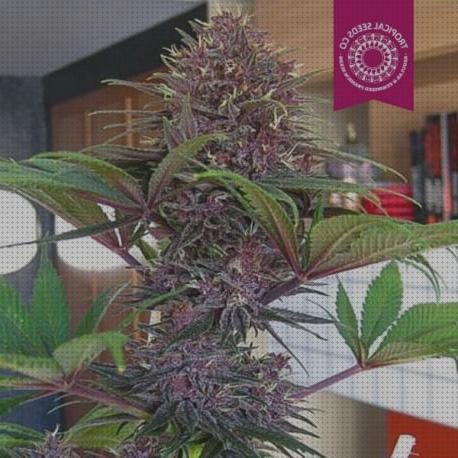 Las mejores marcas de semillas marihuana marihuana semilla morada marihuana