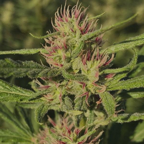 Las mejores semillas semilla roja marihuana