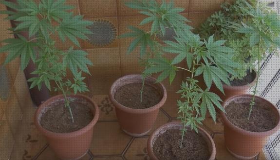 35 Mejores semillar de marihuanas bajo análisis