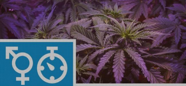 Las mejores marcas de semillas marihuana autoflorecientes semillas autoflorecientes regulares marihuana