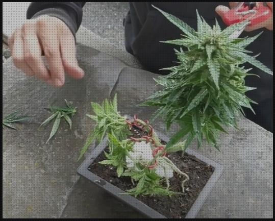 Análisis de las 27 mejores semillas bonsais marihuanas