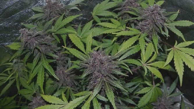 Review de semillas cannabiogen semillas marihuana morada