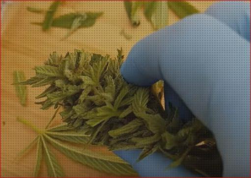 Review de semillas cannabis autofloreciente exterior