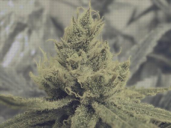 Review de las 28 mejores semillas cannabis grecia