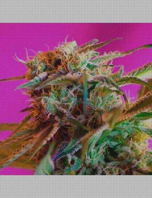 Las mejores cannabis semillas semillas cannabis rose