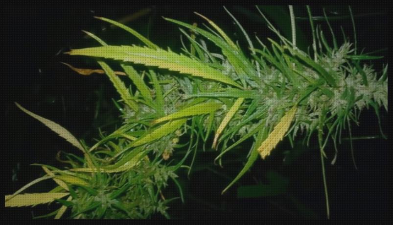 Las mejores sativa cannabis semillas semillas cannabis sativa pura