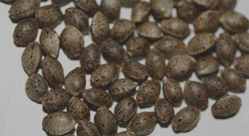 ¿Dónde poder comprar cannabis semillas semillas cannabis secado?