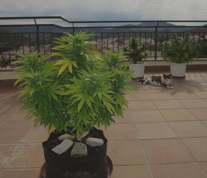 Review de las 27 mejores semillas cannabis tramontana