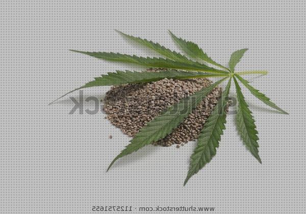 Las mejores sativa cannabis semillas semillas de cáñamo cannabis sativa