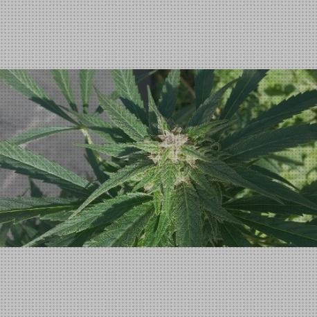 Review de semillas de cáñamo cannabis sativa