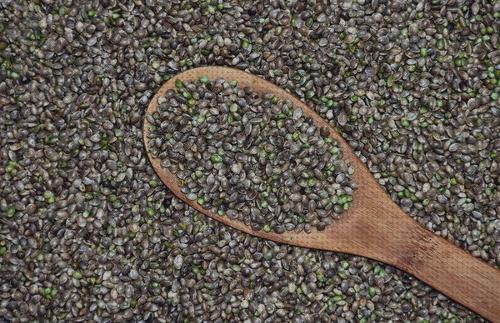 ¿Dónde poder comprar cáñamos semillas semillas de cañamo de calidad?