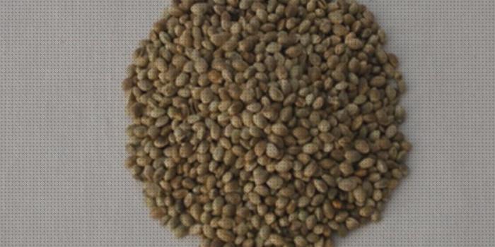 Las mejores marcas de cáñamos semillas semillas de cañamo molido