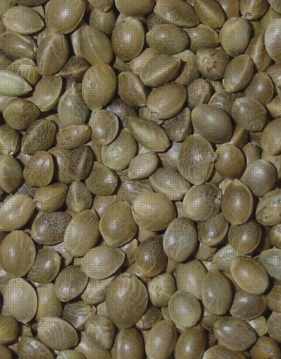 Las mejores marcas de cáñamos semillas semillas de cañamo rendimiento