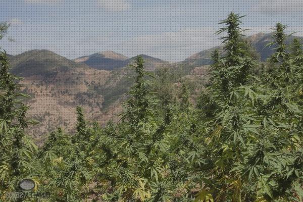 Las mejores marcas de thc semillas semillas de cáñamo thc