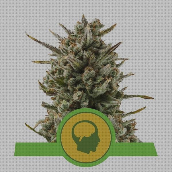 Las mejores marcas de pipa cannabis cannabis semillas de cannabis amnesia