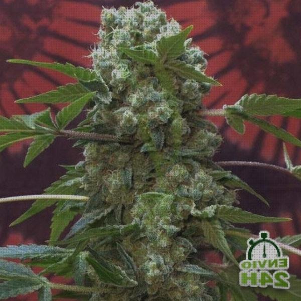 Las mejores cannabis semillas semillas de cannabis autofloracion