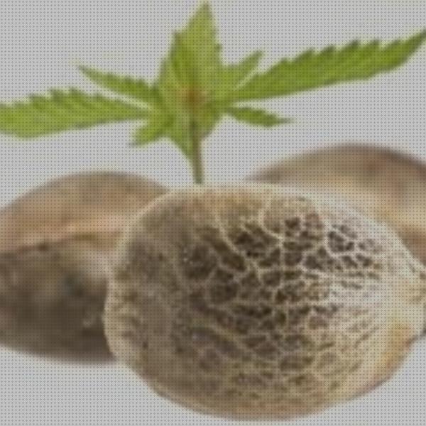 Las mejores marcas de cannabis semillas estratificación semillas cannabis