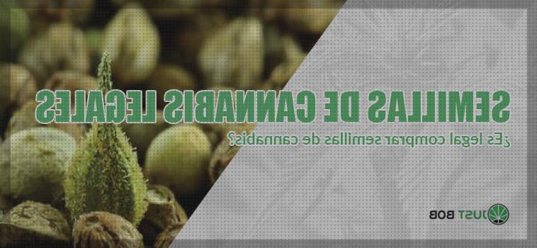 Las mejores 39 Semillas De Cannabis Legales